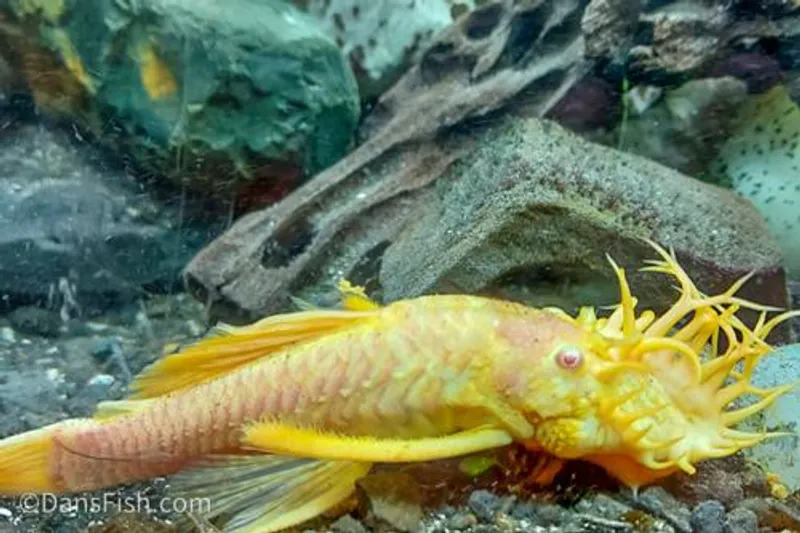 Homebred albino bristlenose plecos from Gigi's Aquatics
