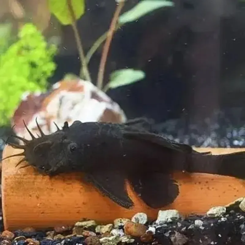 Black bristlenose plecos bred locally in Middletown Ohio