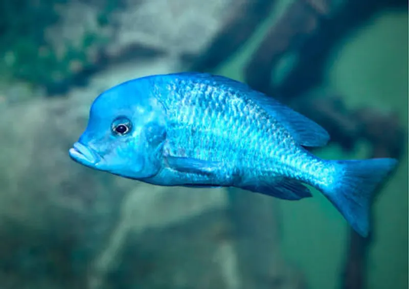 Blue Dolphin African cichlids near Dayton Ohio