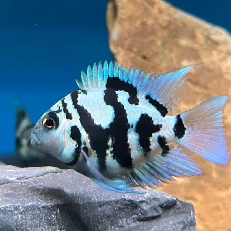 Blue parrot cichlid homebred fish project