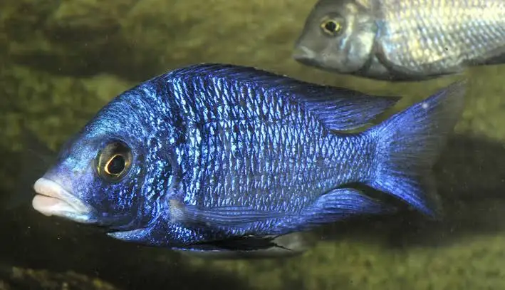 Mdoka White Lips Cichlid