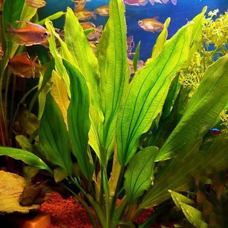 Melon sword aquarium plant near Cincinnati Ohio