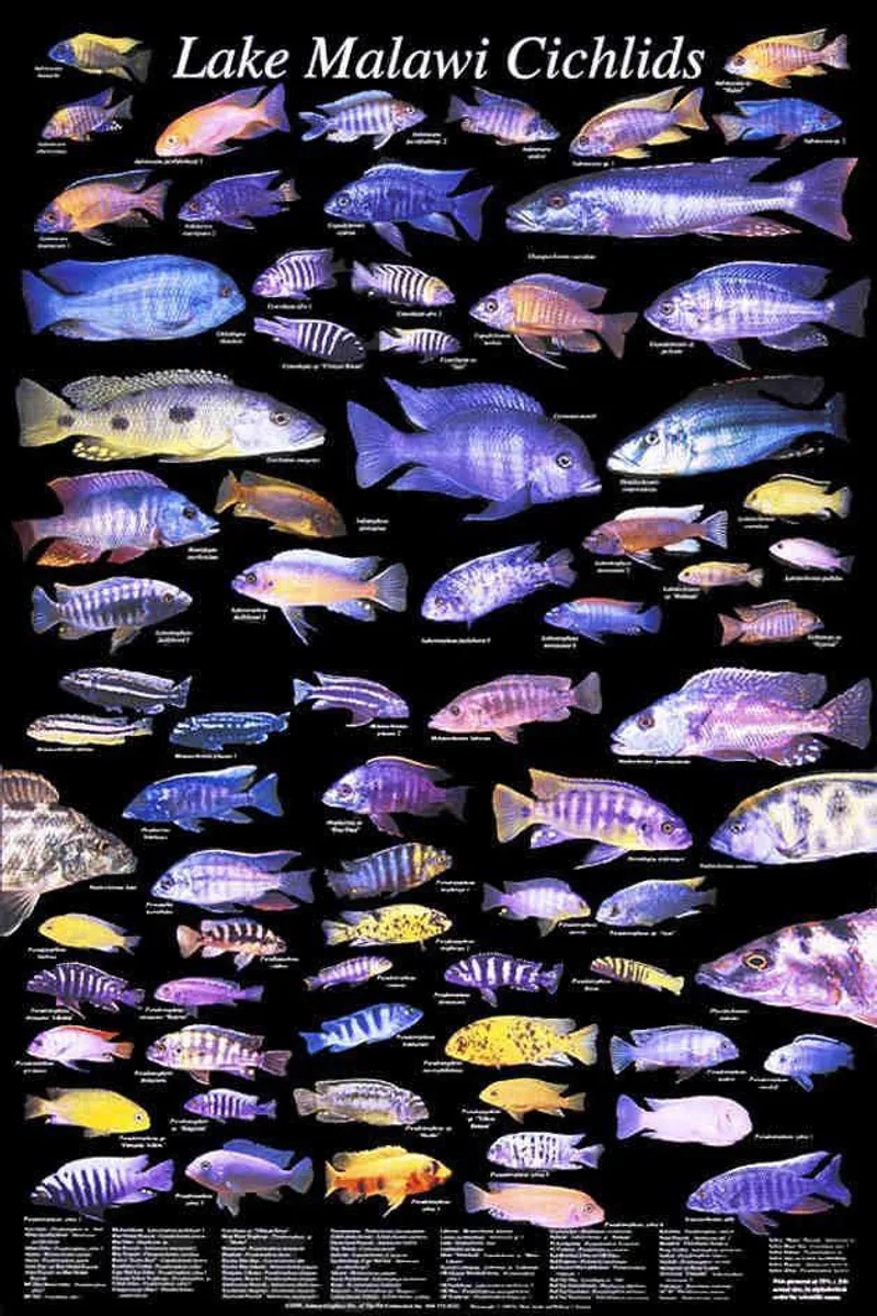 Colorful freshwater cichlids for a compatibility guide