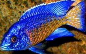 Ngara Flametail Peacock