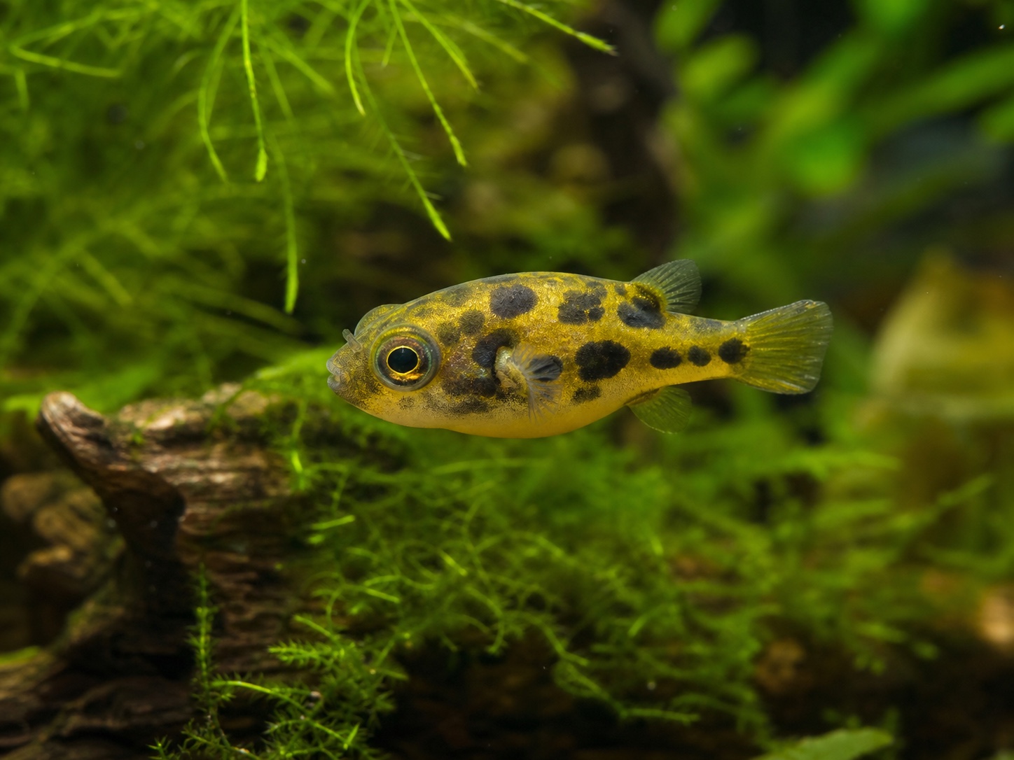 Dwarf pea puffer in a planted freshwater aquarium