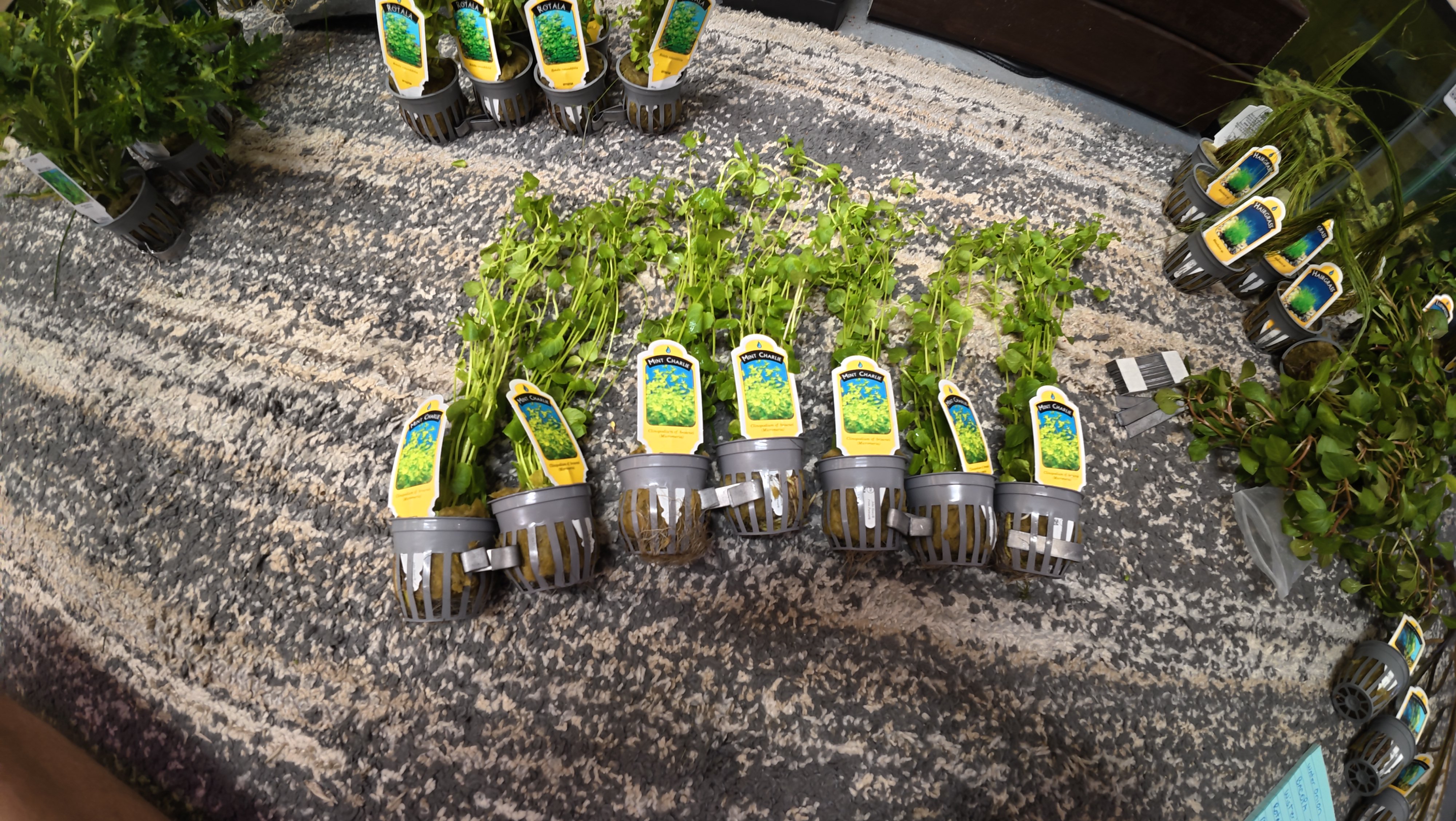 Mint Charlie aquarium plant near Dayton Ohio