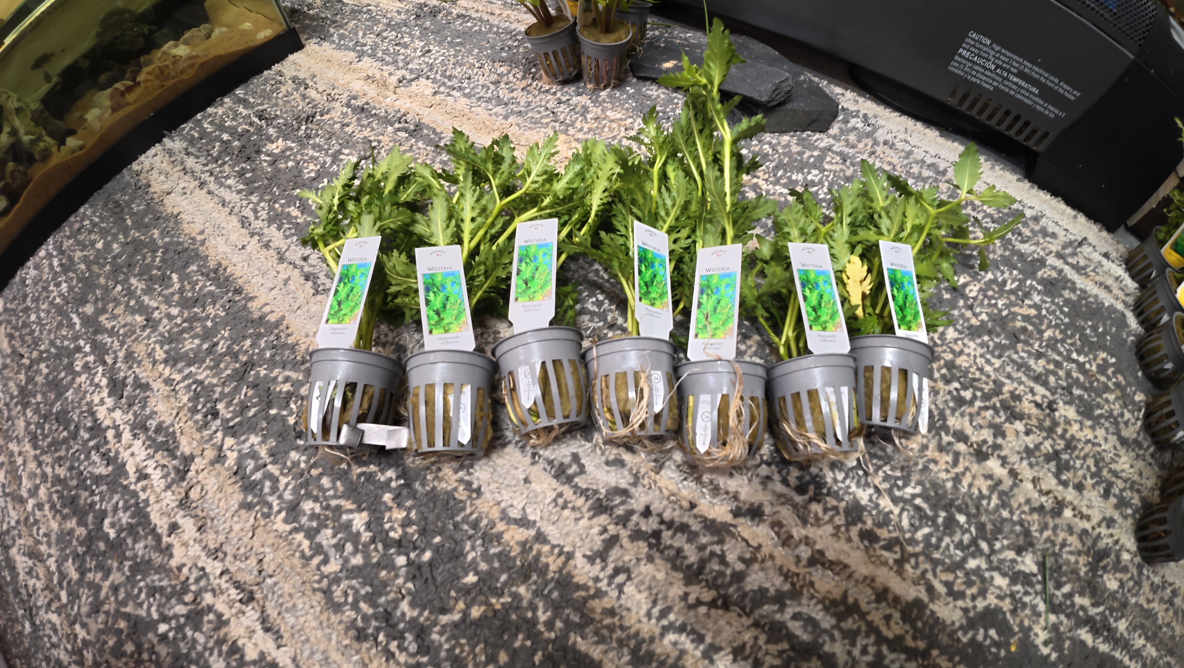 Water wisteria beginner aquarium plant near Middletown Ohio