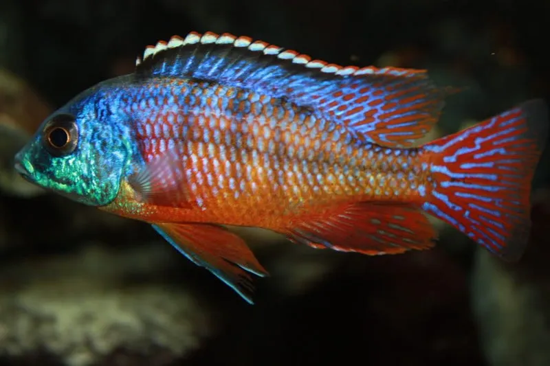 Red empress cichlid at Gigi's Aquatics