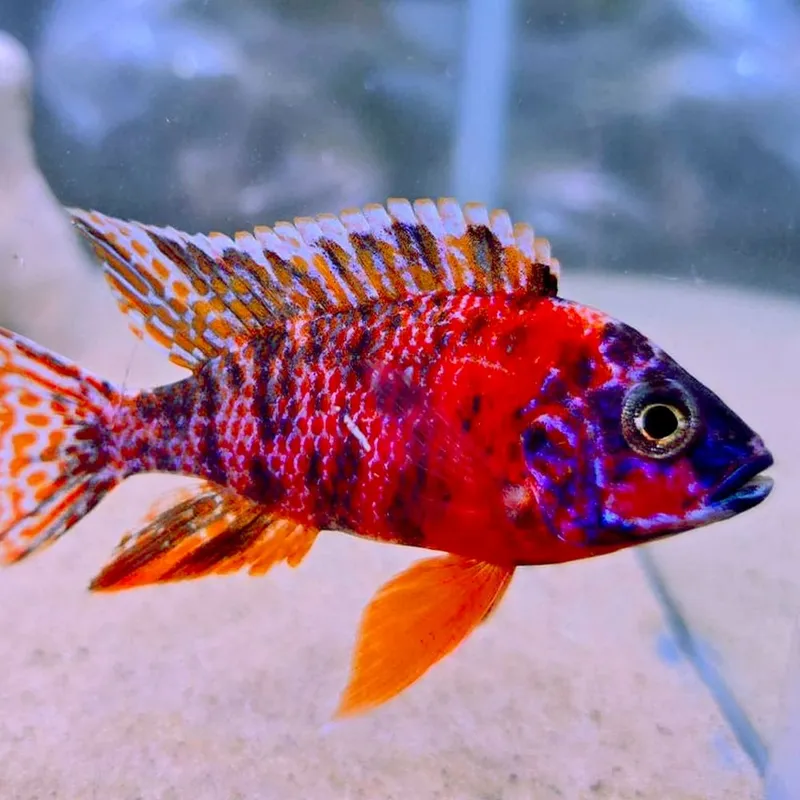 Colorful African cichlids for a cichlid aquarium setup