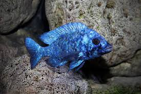 Star Sapphire Cichlid
