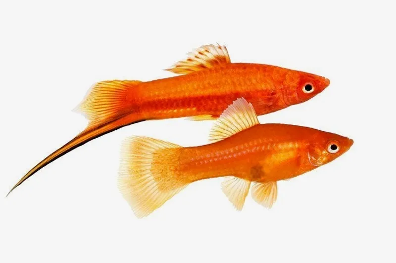 Swordtails and mollies in a freshwater aquarium