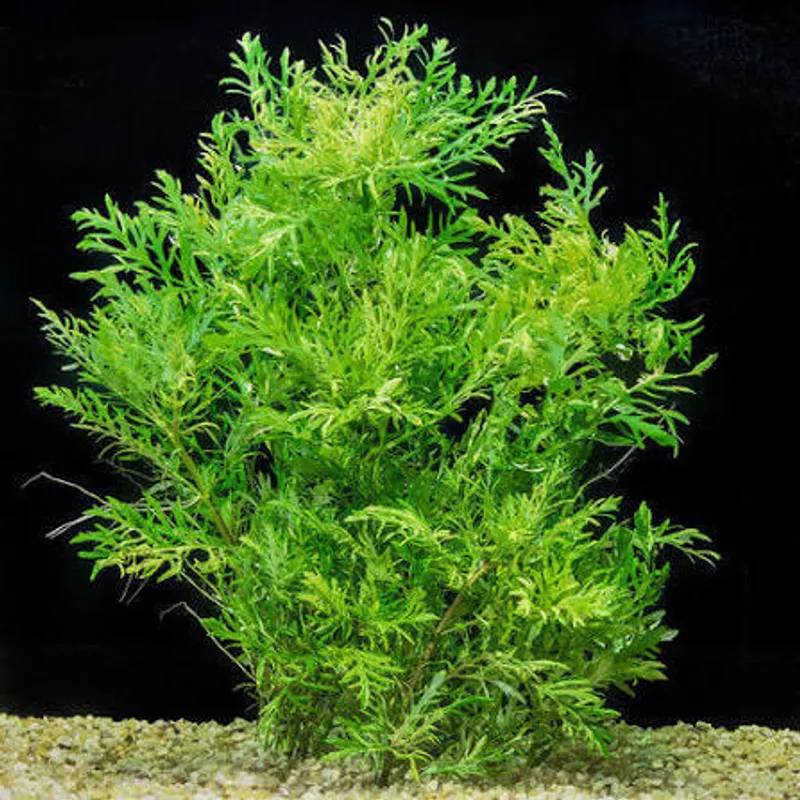 Water wisteria beginner aquarium plant near Middletown Ohio