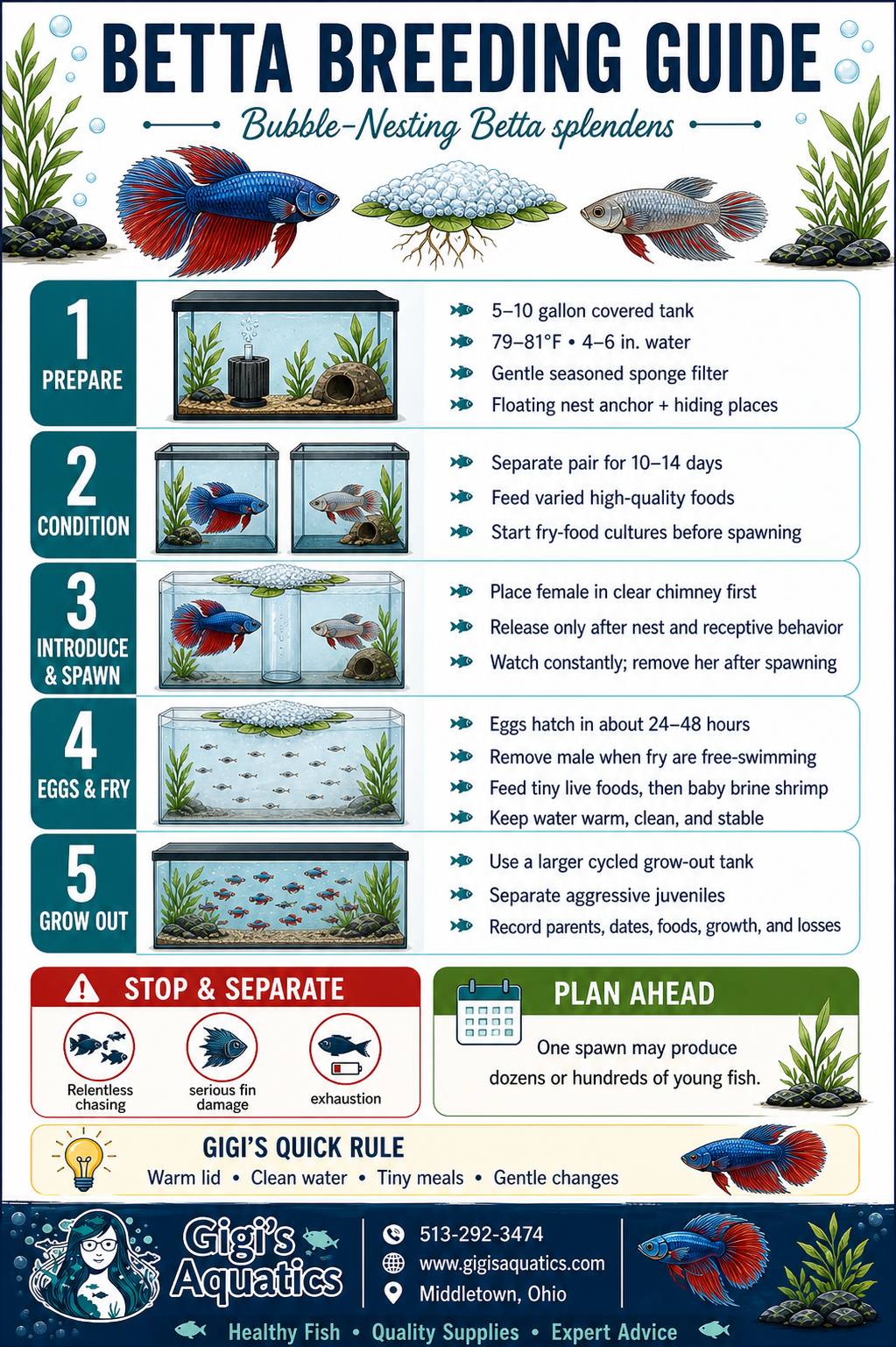 Gigi's Aquatics Betta breeding guide poster