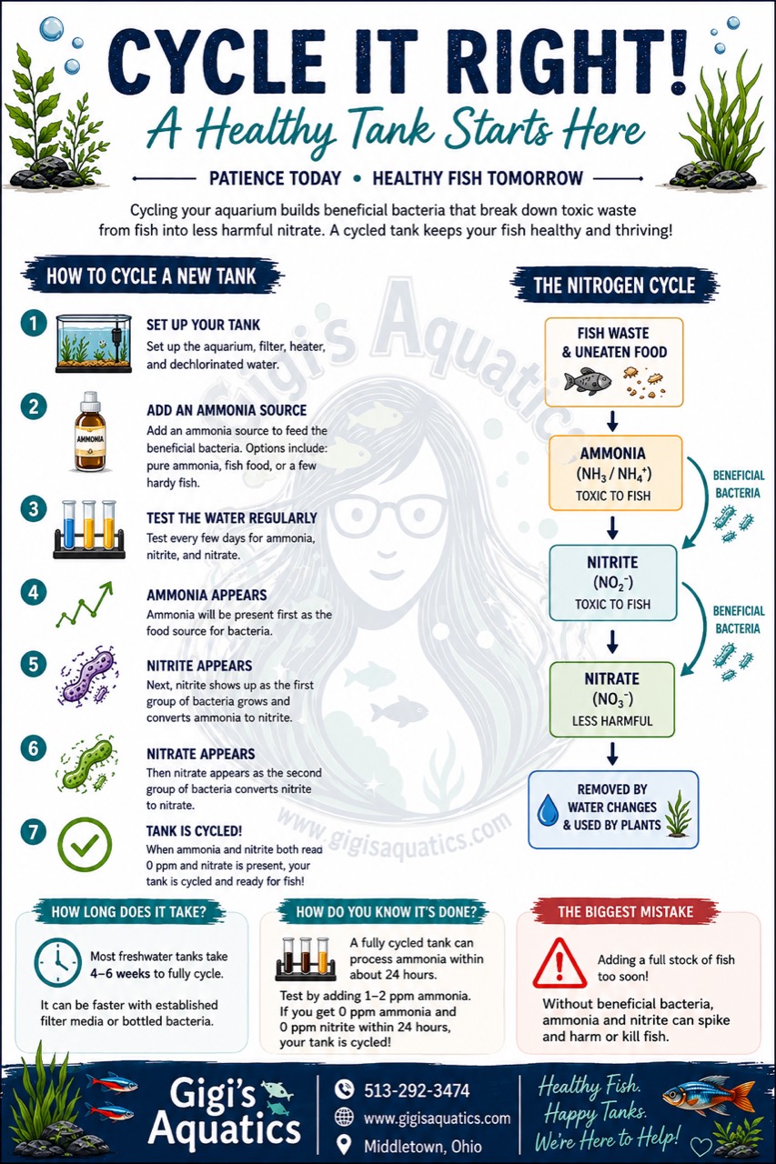 Infographic showing how to cycle a new freshwater aquarium and the nitrogen cycle