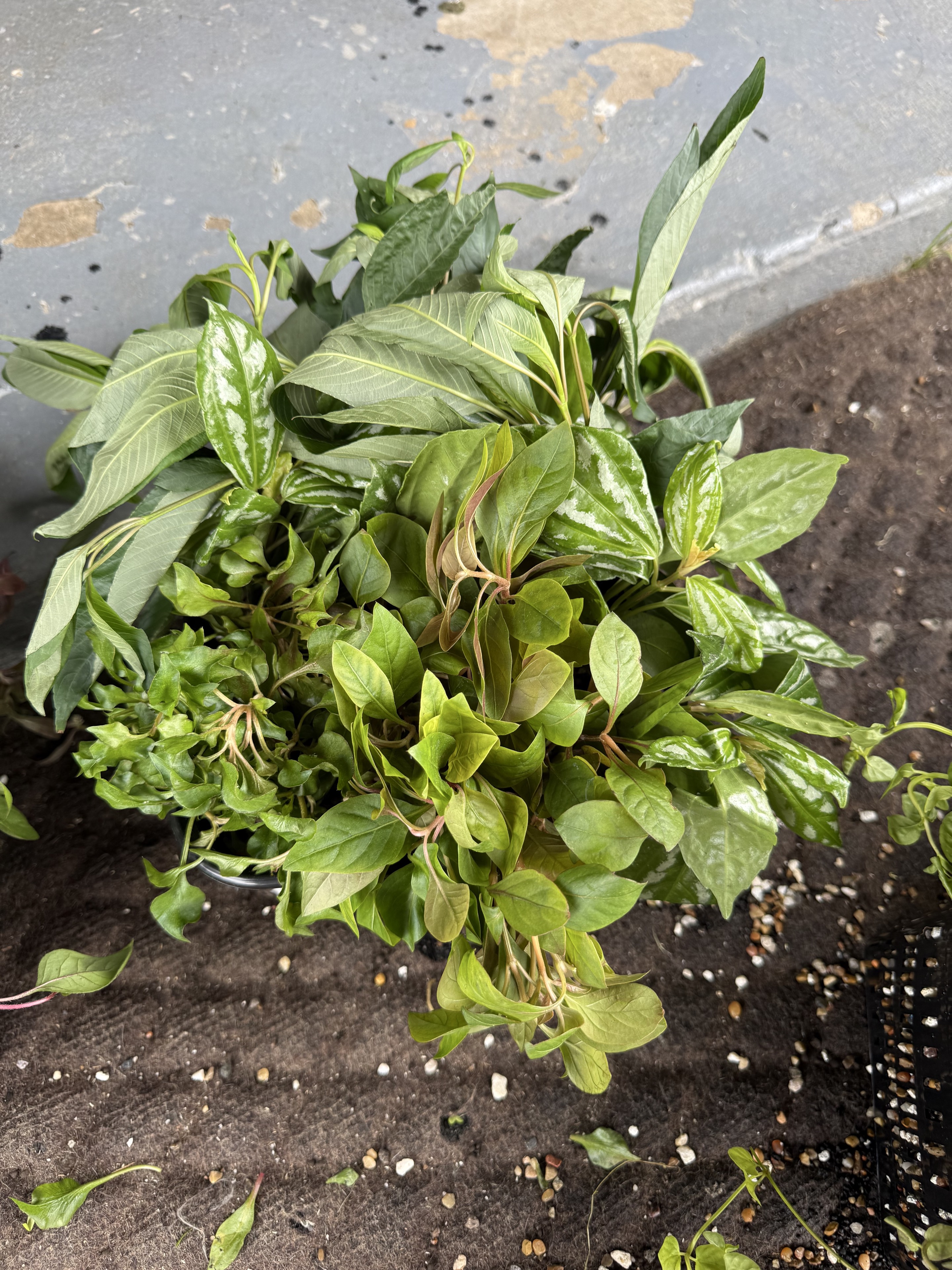 Mixed aquarium plants including Downoi and Hygro at Gigi's Aquatics