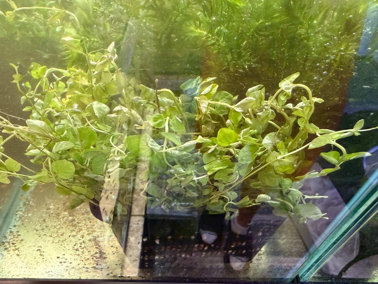 Moneywort and Anacharis live aquarium plants