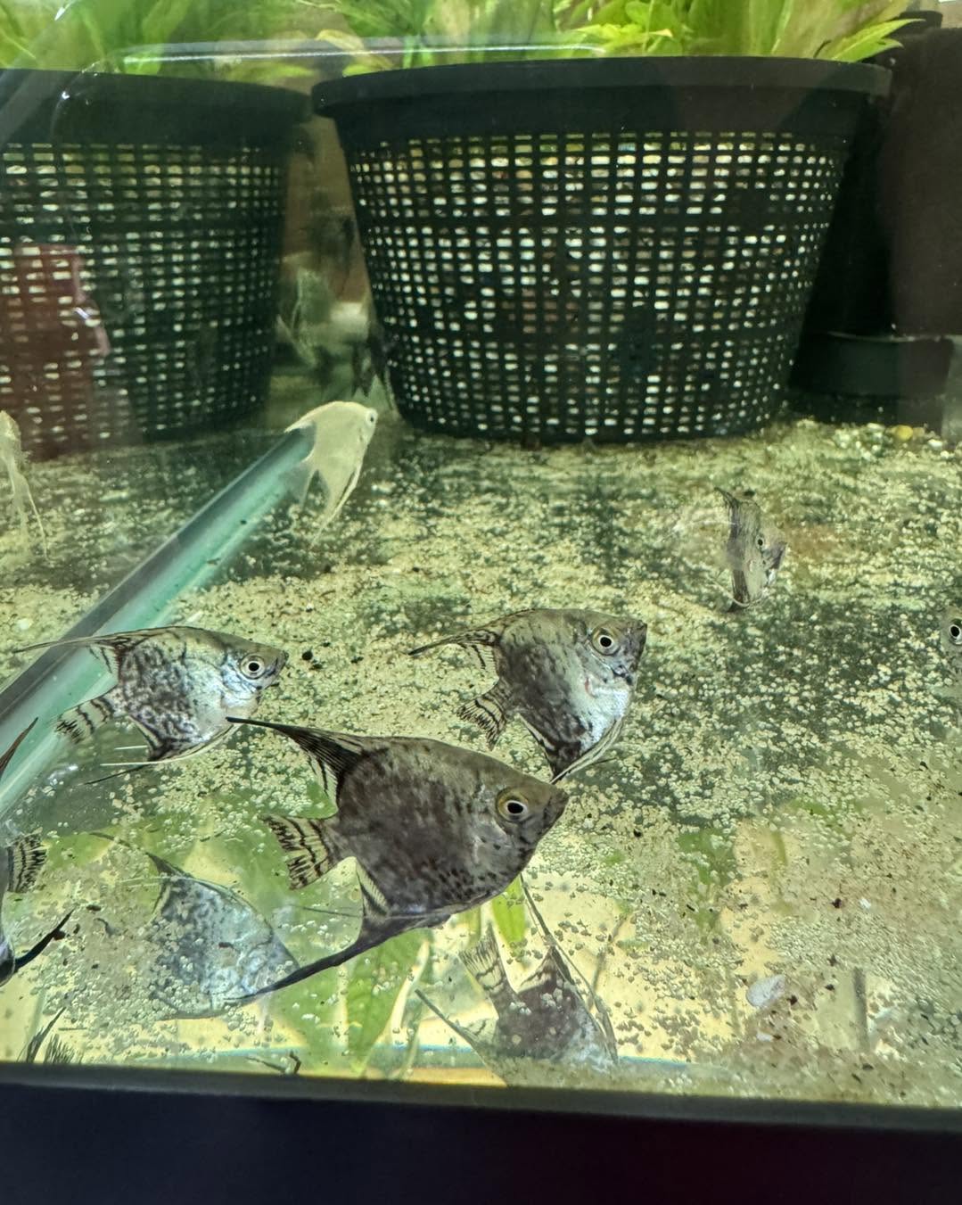 Freshwater angelfish available from Gigi's Aquatics in Middletown Ohio