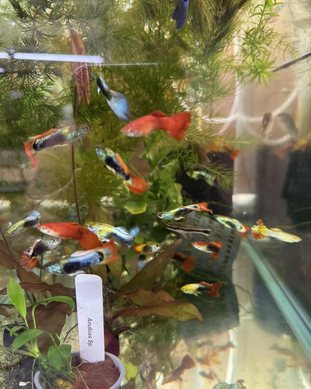 Colorful fancy guppies available with live aquarium plants at Gigi's Aquatics in Middletown Ohio
