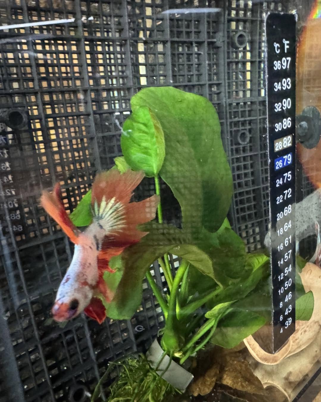 Koi betta with Anubias aquarium plant at Gigi's Aquatics