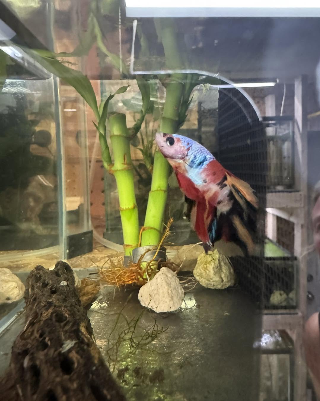 Premium koi betta available at Gigi's Aquatics in Middletown Ohio