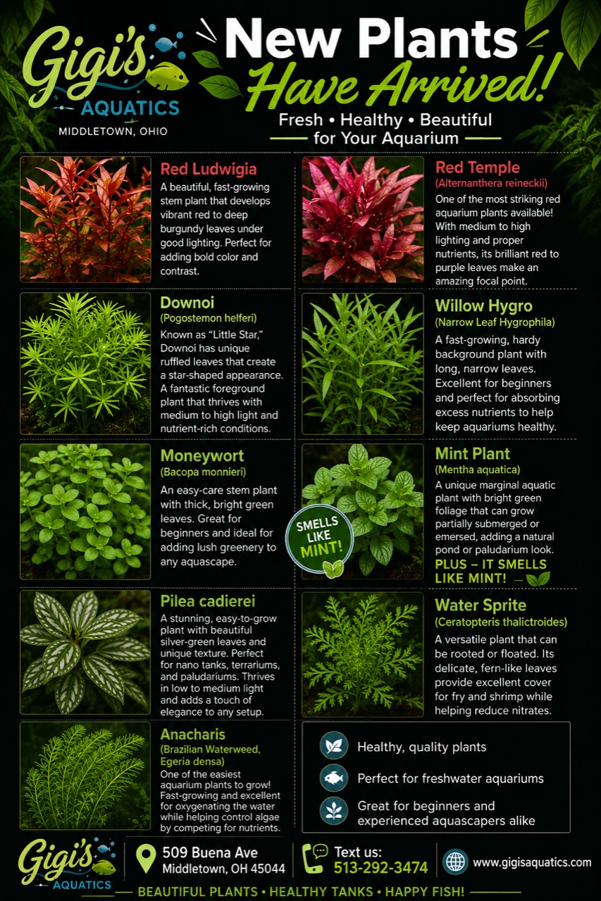 New live aquarium plants available at Gigi's Aquatics in Middletown Ohio