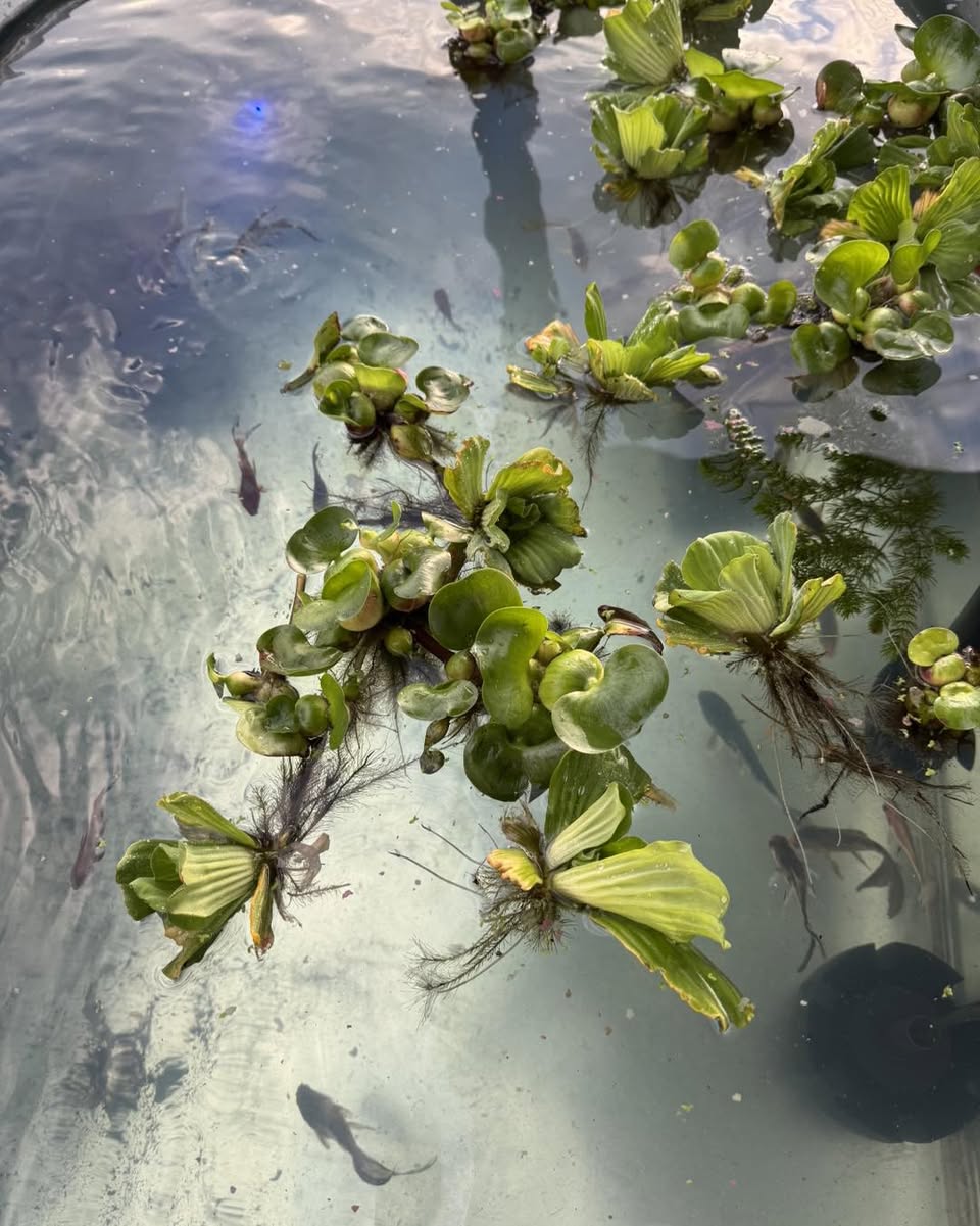 Outdoor pond fish with water hyacinth and seasonal pond plants at Gigi's Aquatics