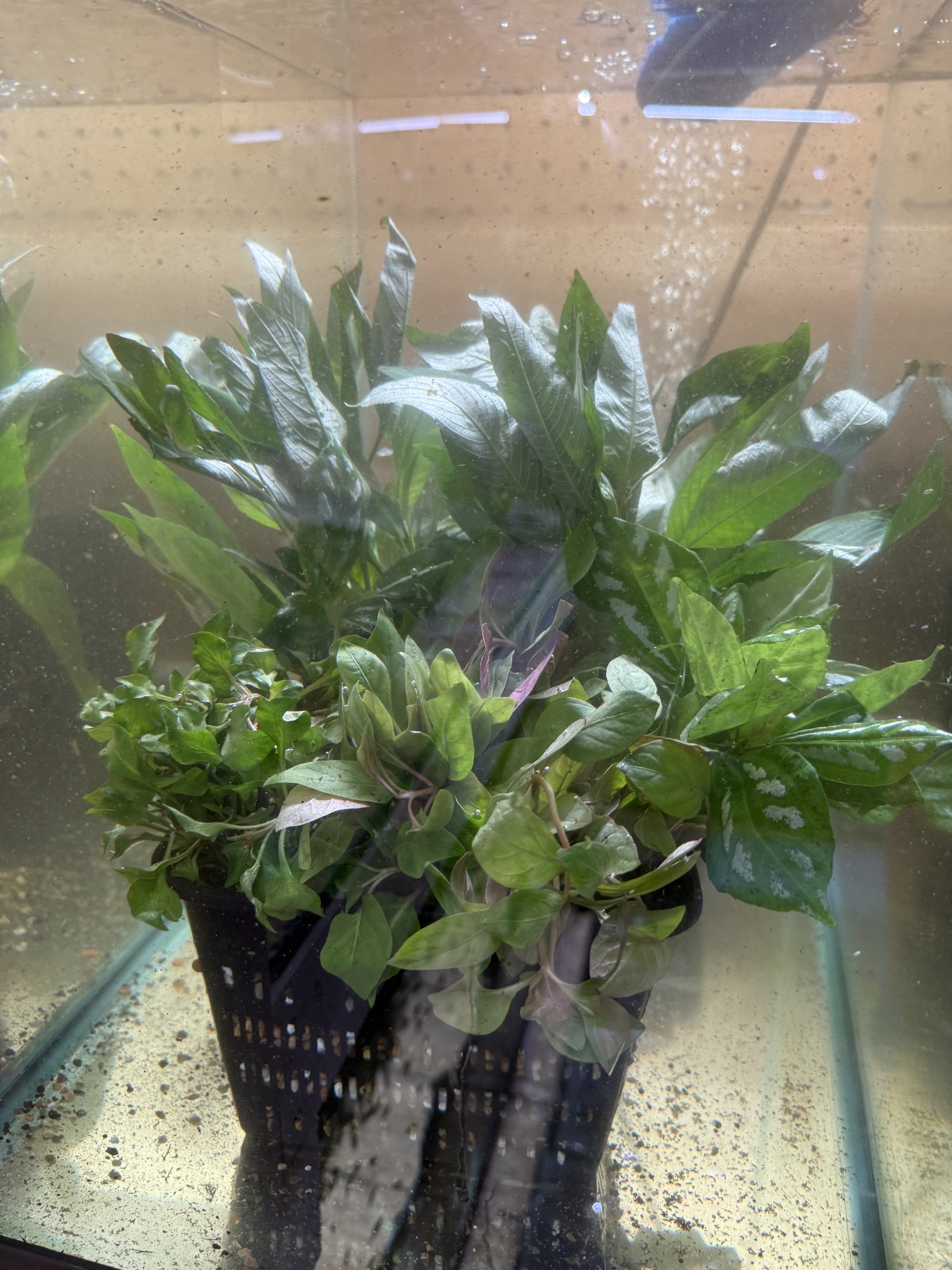 Potted aquarium plants including Willow Hygro and Pilea cadierei