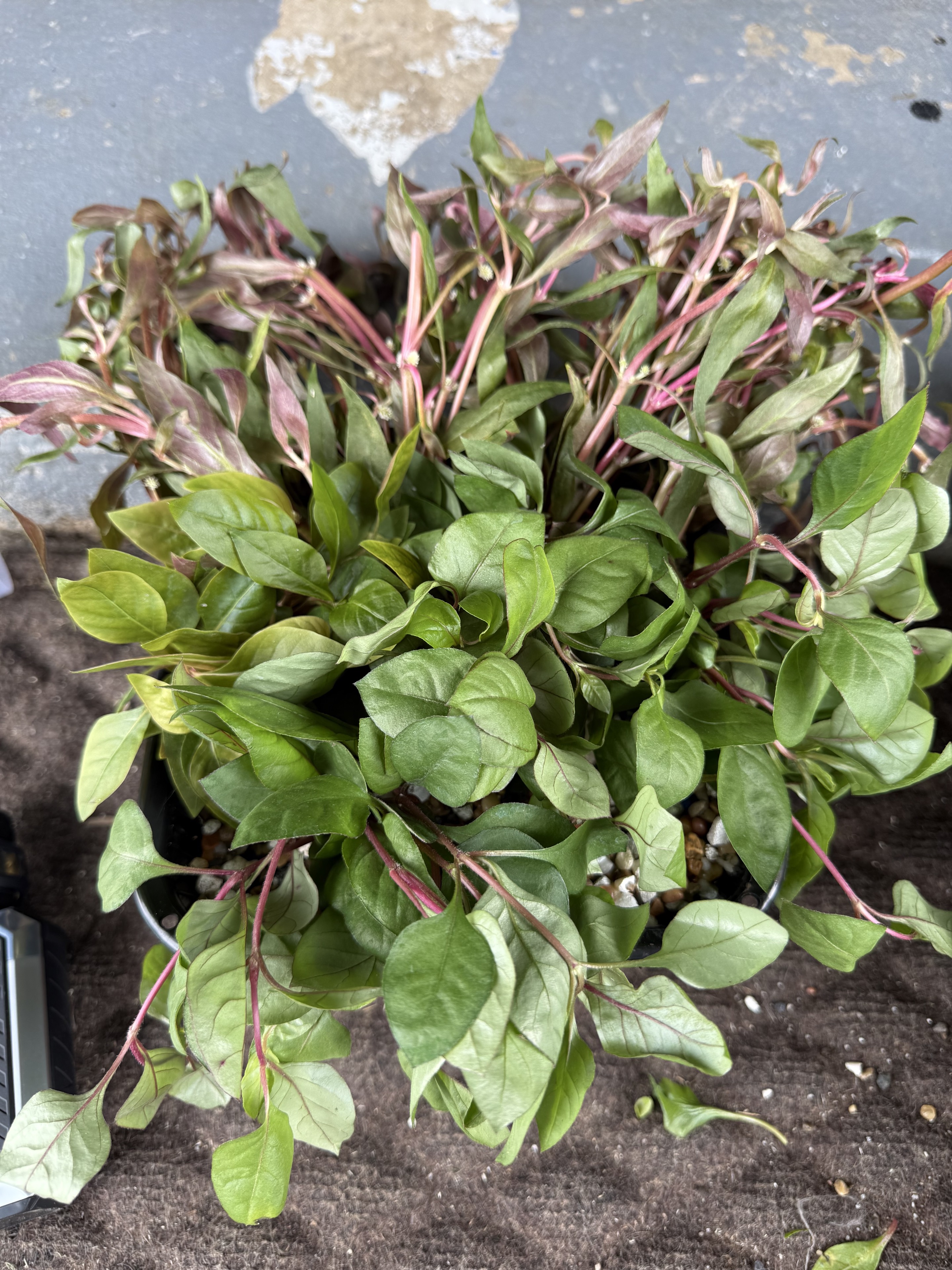 Red Temple Alternanthera reineckii aquarium plant