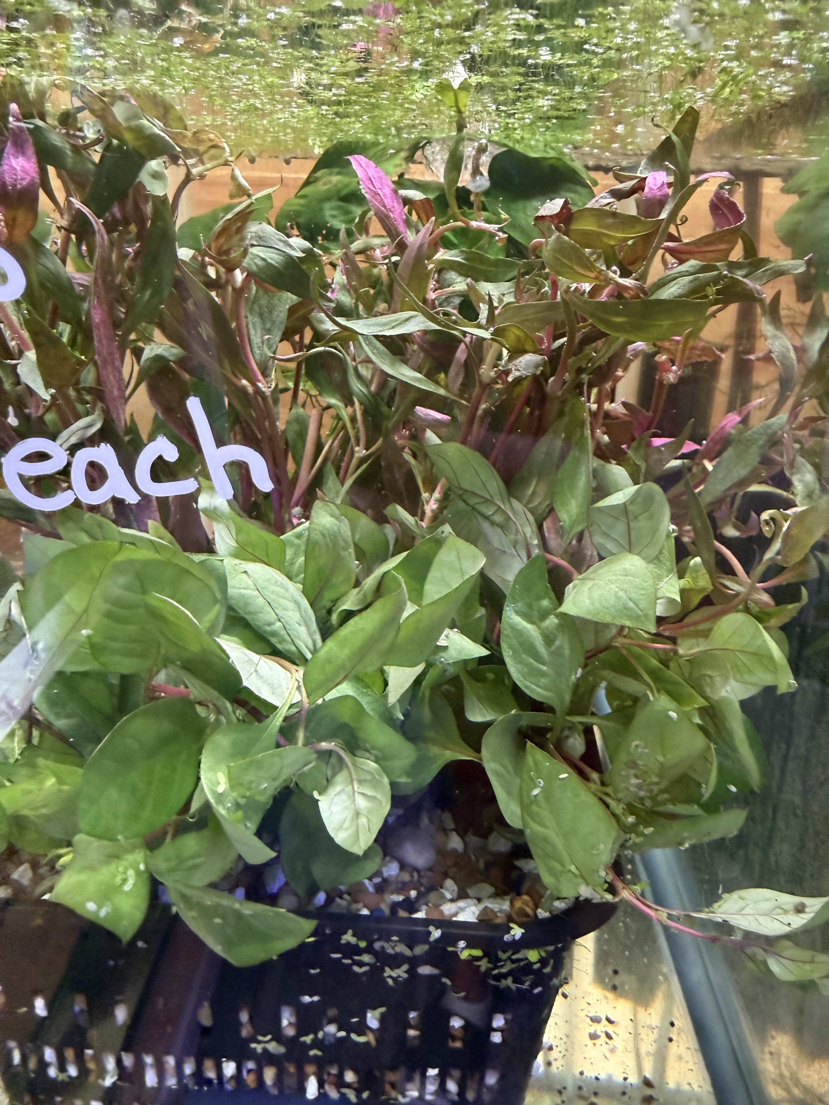 Red Ludwigia and Red Temple aquarium plants at Gigi's Aquatics